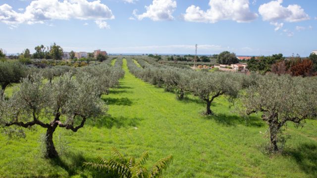 Olive trees in the countryside around Campobello di Mazara, Sicily, Italy.