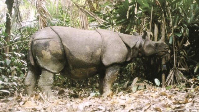 Яванський носоріг