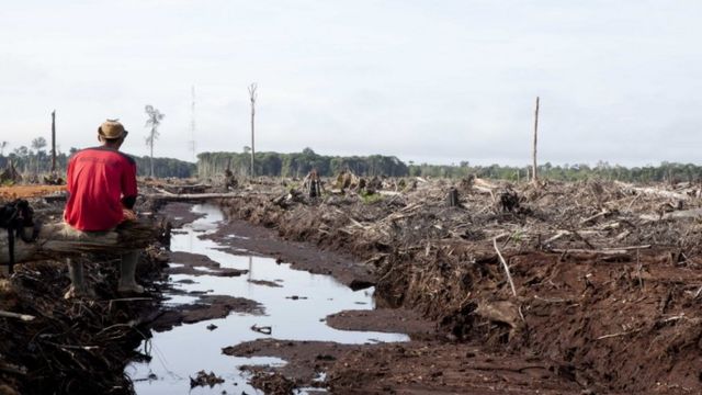 Plus de 50 000 mètres carrés de terres ont disparu à Bornéo depuis 2000