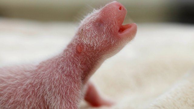 Newborn panda cub arrives in China weighing 145 grams, about the same as an orange.