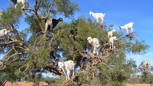 Details 48 cabras en los árboles marruecos