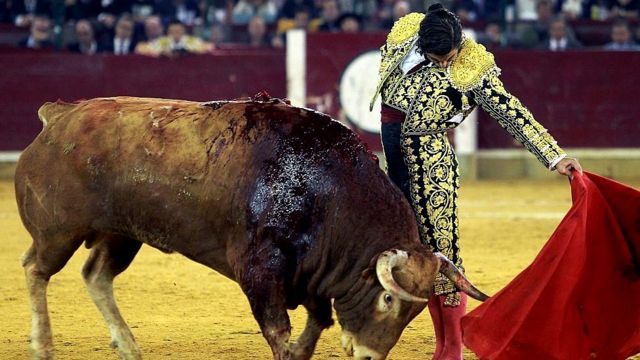 Конституционный суд Испании отменил запрет на корриду в Каталонии - BBC ...
