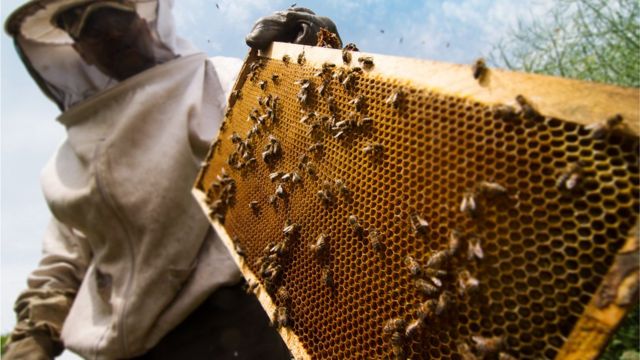 Apicultor com abelhas