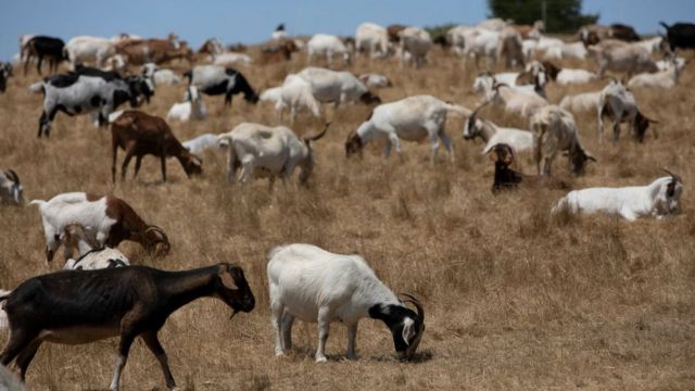 ماشية ترعى في كاليفورنيا