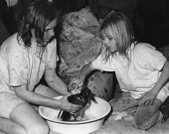 Volunteers cleaning up a duck, victim of the January 1971 accident that spilled 800,000 gallons of oil in California
