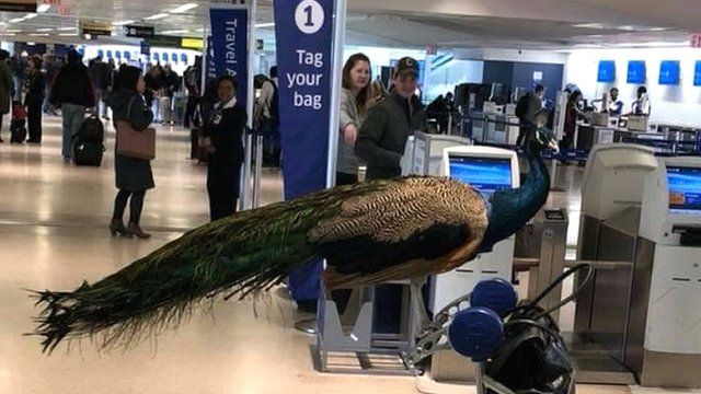 American Airlines expands list of banned emotional support animals - BBC  News