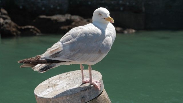 A photo of a gull