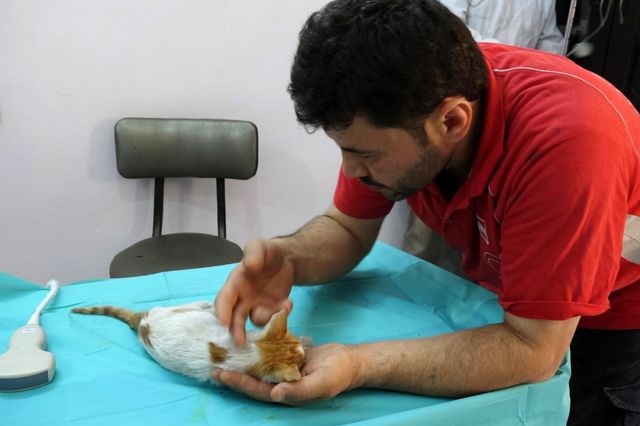 Return of the cat man of Aleppo - BBC News