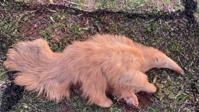 Os animais também podem ser albinos