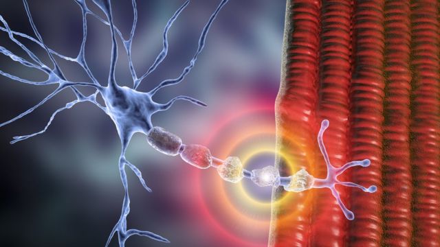 Ilustração de neurônios protegidos pela bainha de mielina