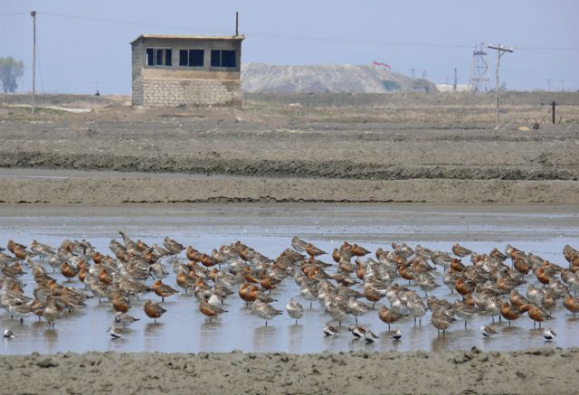 Pájaro aguja colipinta, Corea del Norte