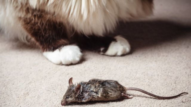 Un gato con un ratón