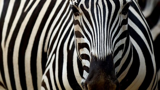 Какого цвета зебра на самом деле фото доказательство