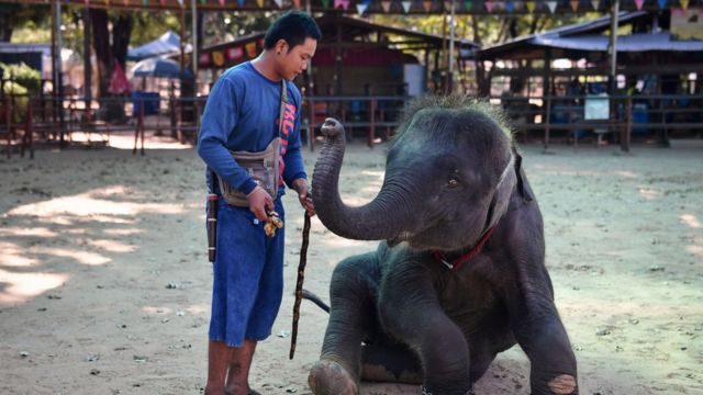 จรินทร์ ดิษฐ์สำราญ และ พลอย ช้างที่เขามองเป็นสมาชิกในครอบครัว