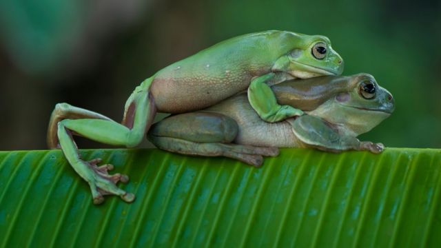 Ranas apareándose