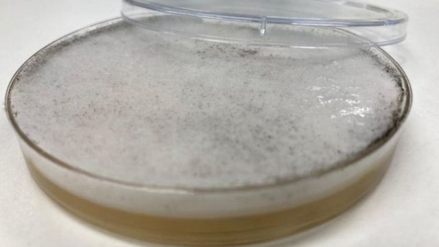 பூஞ்சைத் தொற்று ஜாம்பி