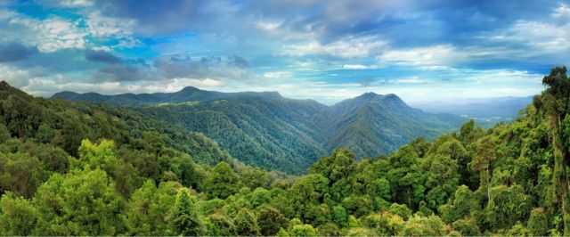 Lorsque le supercontinent du Gondwana s'est disloqué, des fragments ont dérivé tout autour du globe. Beaucoup de ses anciennes plantes vivent encore dans la forêt australienne de Dorrigo