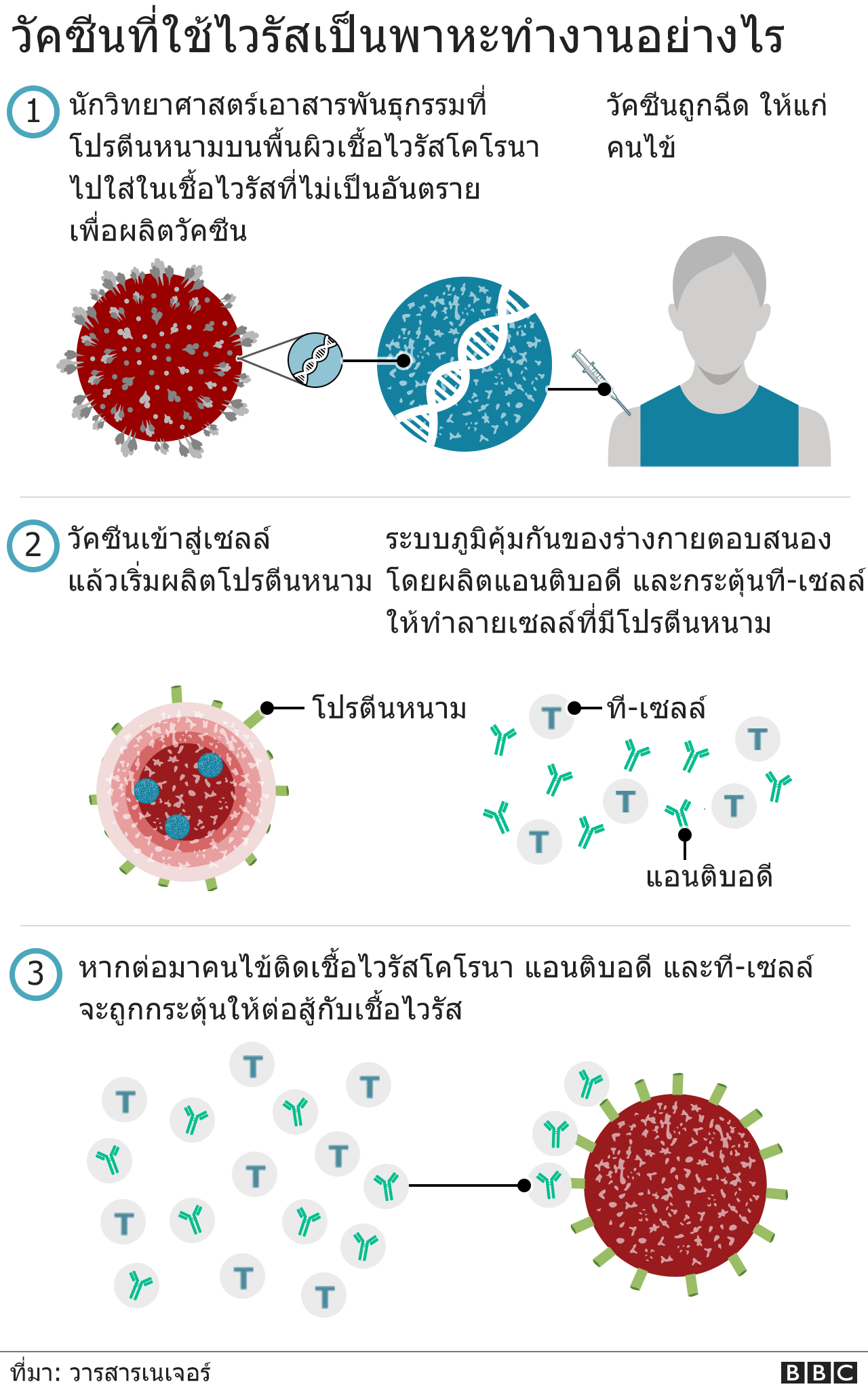 วัคซีนอ็อกซ์ฟอร์ด-แอสตร้าเซนเนก้า ทำงานอย่างไร