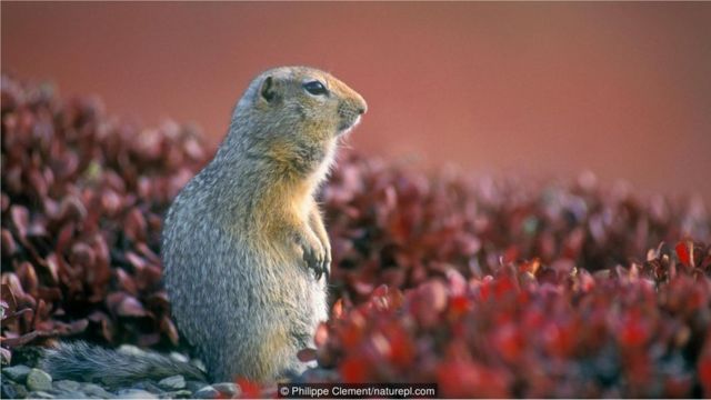 Conheça os mamíferos de sangue frio - BBC News Brasil