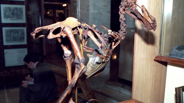 скелет Додо в Дарвинском музее