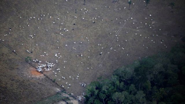 Foto aérea mostra gado em área desmatada perto de Porto Velho