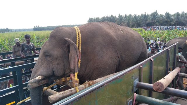 யானைகள்