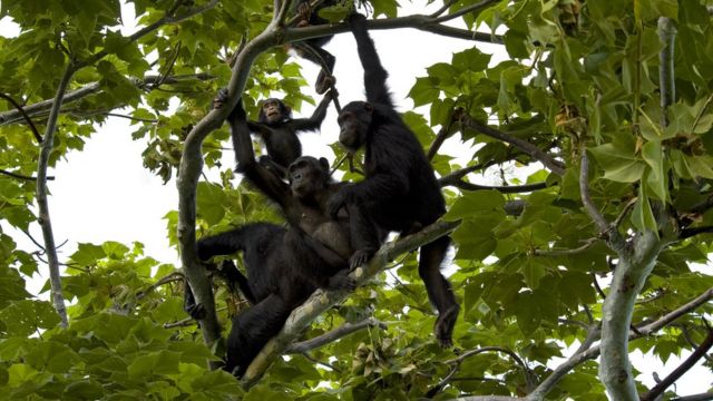 Ağaçta oturan bir şempanze ailesi