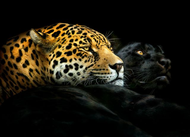 Un leopardo y un puma