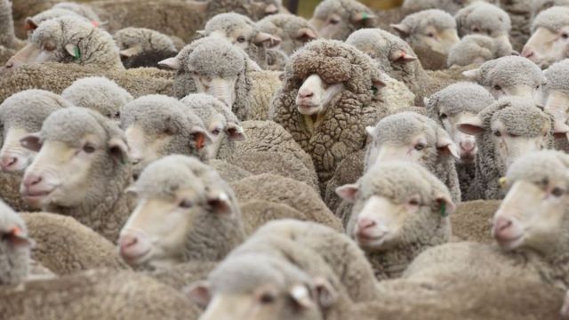 Овцы в Новой Зеландии