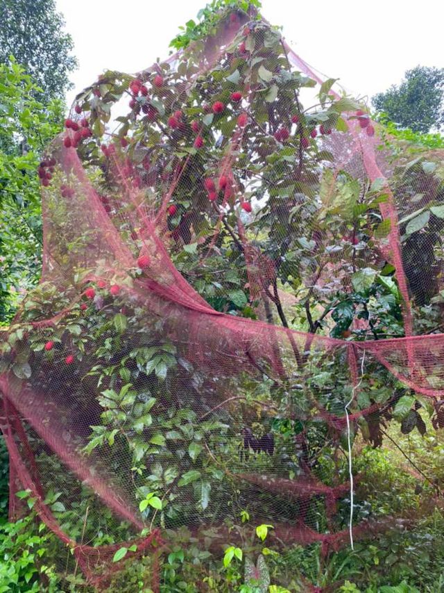 குற்றால அருவிகள்