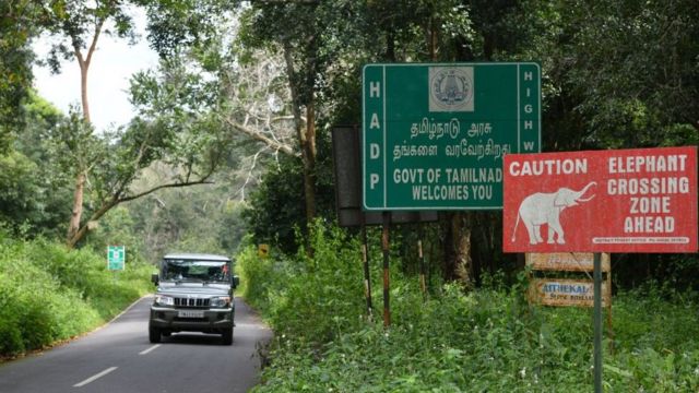 யானைகள்