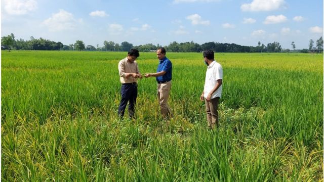 টুংরো আক্রান্ত গাছ পুড়িয়ে বা মাটিতে পুঁতে ফেলতে হয়।