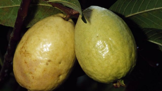 امرود کے پتے