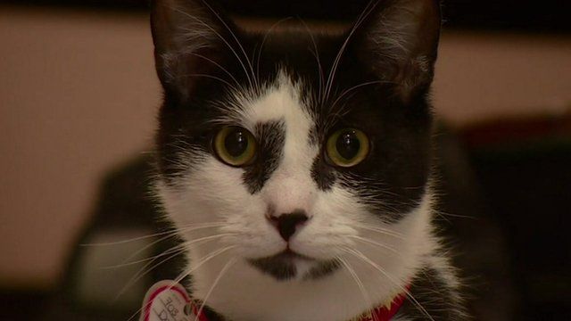 Musician composes music to soothe cats BBC News