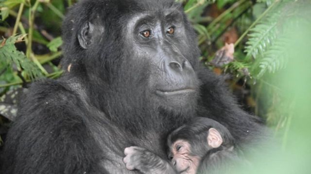 горила и беба