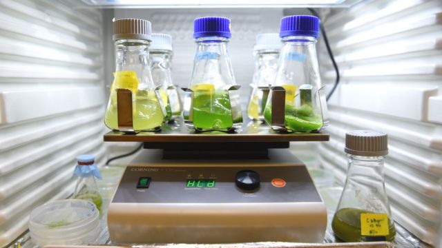 Microalgues cultivées en laboratoire