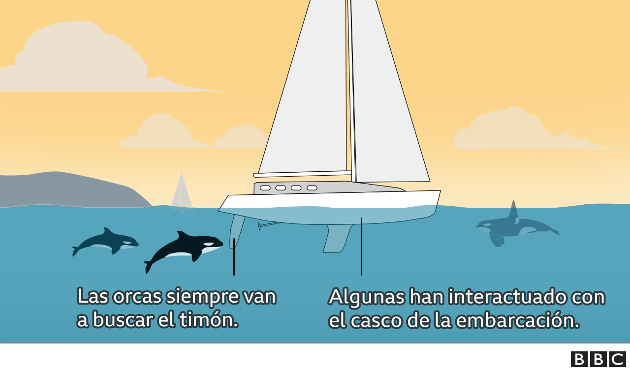 Infografía sobre las partes de un barco y la interacción de las orcas