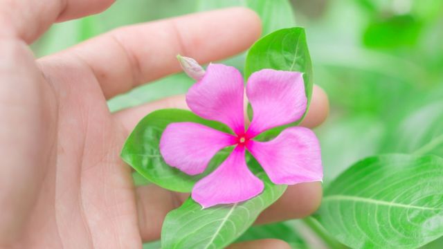 flor