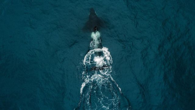 Kisah Keluarga Yang Satu Bulan Terapung Di Laut Minum Darah Penyu Untuk Bertahan Hidup Bbc News Indonesia