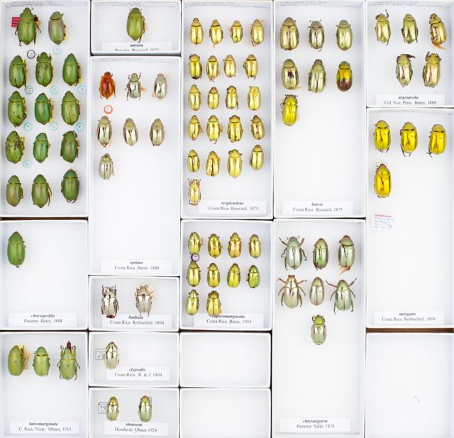 Jewel beetles tray © Trustees of NHM, London