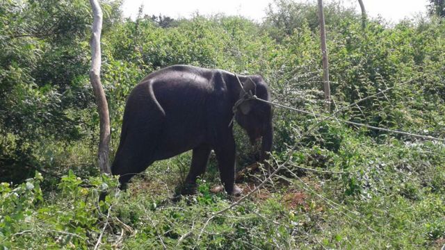 Hambantota Elephant