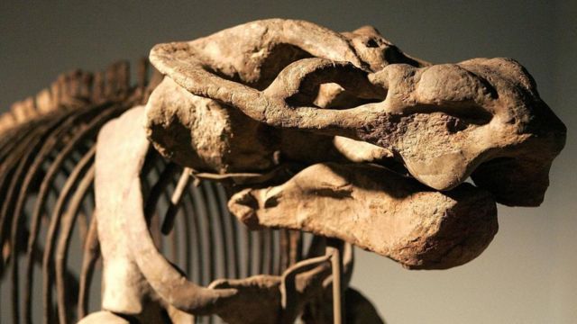 O synapsida, que viveu 160 milhões de anos atrás, é apontado como o primeiro animal produtor de leite