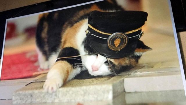 Кошка - начальник станции