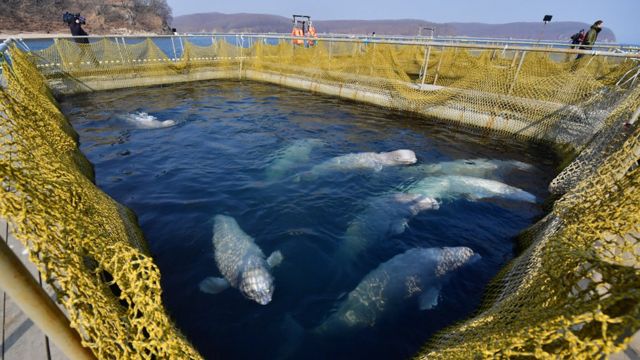 ロシア イルカ監獄 から100頭を解放へ 売買目的で飼育か cニュース