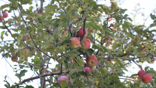 Por que a maçã não pode ter sido 'o fruto proibido de Adão e Eva', segundo  a ciência - BBC News Brasil