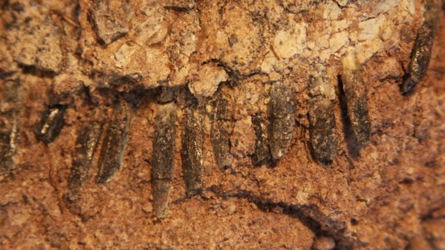 Dinossauros da América do Sul: o gigante com crista de espinhos descoberto  na Argentina - BBC News Brasil