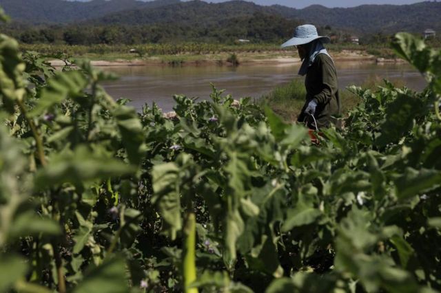上游水坝工程给湄公河水面带来了严重波动，对湄公河沿岸的农业造成了影响。