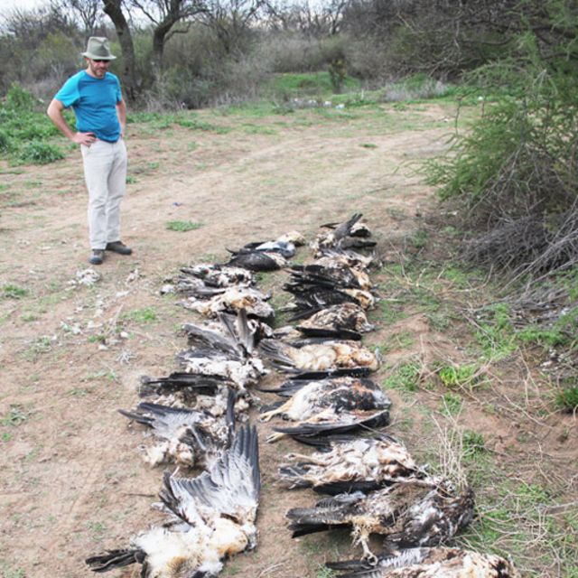 El científico argentino que recorre miles de kilómetros para proteger al águila  del Chaco, una de las más misteriosas de Sudamérica - BBC News Mundo