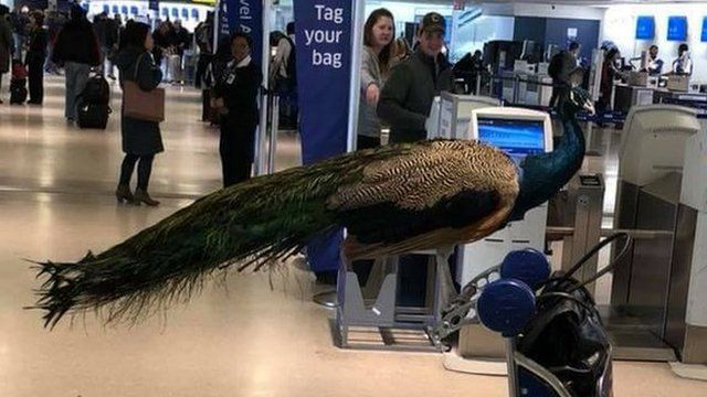 A picture of the peacock perched on a baggage trolley near United Airlines check-in