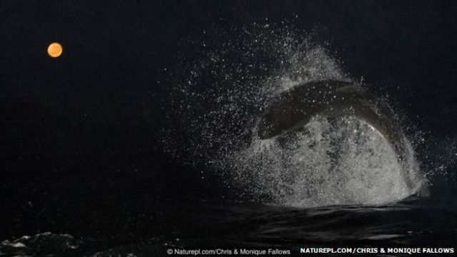 रात्री शिकार करणाऱ्या व्हाईट शार्कचा फोटो